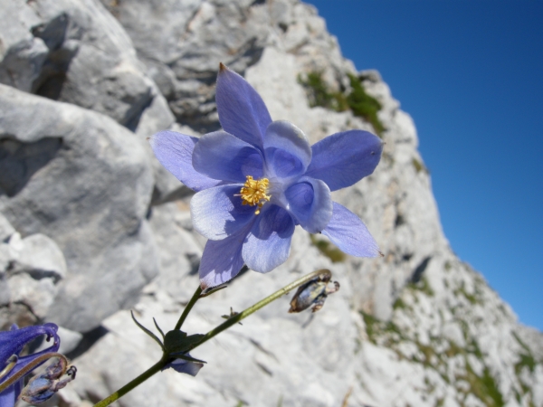 Aquilegia magellensis /  Aquilegia magellense